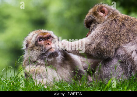 Macaque de Barbarie adultes un toilettage un autre dans l'herbe longue. Banque D'Images