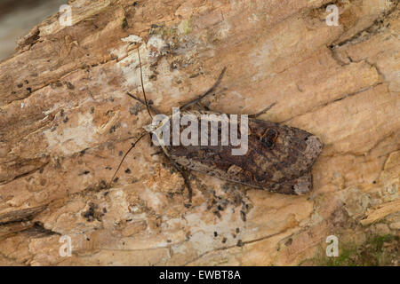 De grandes ailes jaunes, Hausmutter, Noctua pronuba, Agrotis pronuba, Eulenfalter Eulen-Falter Eulenfalter,,, famille des Banque D'Images