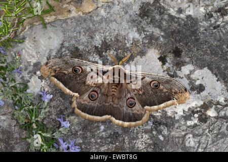 Grand Emperor Moth, Giant Peacock Moth, homme, grosses Nachtpfauenauge Nachtpfauenauge, Wiener, Männchen, Saturnia pyri Banque D'Images