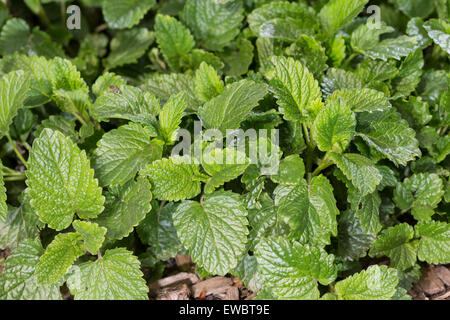 Monardes, mélisse, feuille, feuilles, Zitronenmelisse, Zitronen-Melisse, Blatt, Blätter, mélisse, Melissa officinalis, Kräutertee Banque D'Images