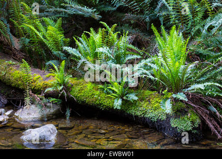 L'eau Fishbone (fougères Blechnum nudum) par un flux de forêt tropicale en Tasmanie, Australie Banque D'Images