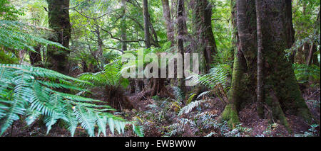 Les fougères arborescentes et les arbres moussus des forêts pluviales tempérées froides, en Tasmanie, Australie Banque D'Images