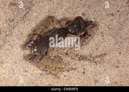 Grenouille strié de Mascarene en sable (Ptychadena mascareniensis), montagne d'Ambre Parc National, Madagascar Banque D'Images