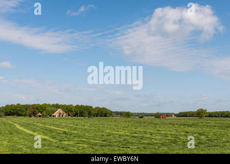 Avec l'herbe de prairie qui ont été fauchés dans la province frise près de Harlingen, Pays-Bas, image, commee Daan Kloeg Banque D'Images