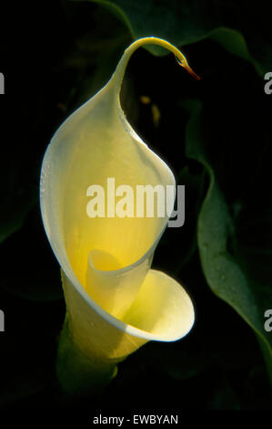 Portrait de Zantedeschia Banque D'Images