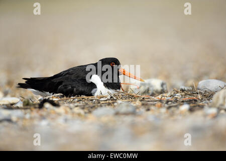 Huîtrier pie (Haematopus) assis sur les oeufs Banque D'Images