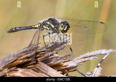 Dard noir - Sympetrum danae Banque D'Images