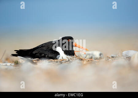 Huîtrier pie (Haematopus) assis sur les oeufs Banque D'Images