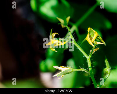 Un plant de tomate, Solanum lycopersicum, en fleurs. USA Banque D'Images