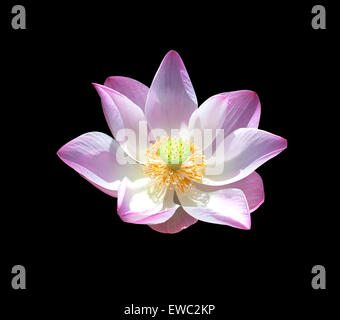 Nature fleur de lotus isolé sur fond blanc. Banque D'Images