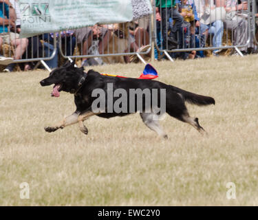 Chien de Police d'Essex sur l'affichage à l'unité Pays Blackwater Show UK Juin 2015 Banque D'Images