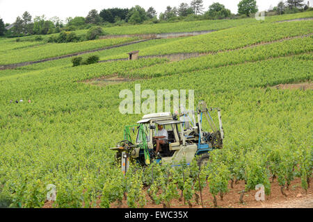 Fraisage mécanique vine pruning Beaune Premier Cru vignes en Bourgogne France Banque D'Images