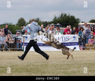 Chien de Police d'Essex sur l'affichage à l'unité Pays Blackwater Show UK Juin 2015 Banque D'Images