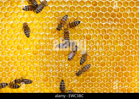 Les abeilles travaillent sur des cellules de miel Banque D'Images