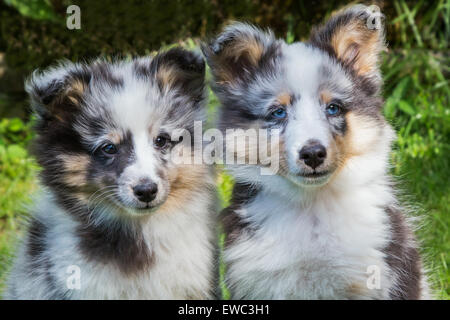 Portrait de deux jeunes chiens sheltie extérieur dans jardin Banque D'Images