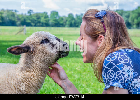 Caucasian woman et les moutons ensemble et caresser les animaux de ferme Banque D'Images