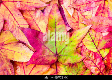 Pile de feuilles d'érable colorées en rouge et vert couleurs d'automne jaune Banque D'Images