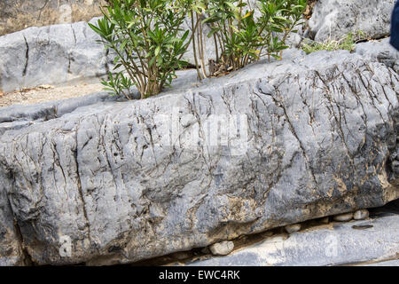 Fossile de poisson qui peut être trouvé sur les rochers le long de la gorge de l'Aposelemi en Crète, Grèce. Banque D'Images