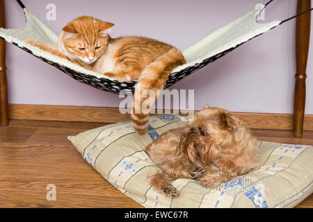 Chat et chien dormir paisiblement à proximité, sur le plancher et dans le hamac Banque D'Images