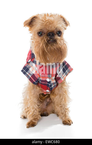 Race de chien Griffon de Bruxelles en flanelle, isolé sur blanc. Banque D'Images