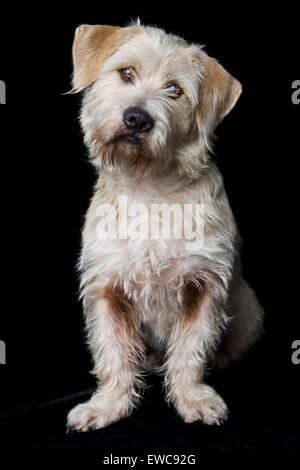 Studio Classique portrait d'un adulte sur le fil blanc de cheveux shaggy mix de terrier de chien sur fond noir avec les oreilles tombantes et leva la tête Banque D'Images