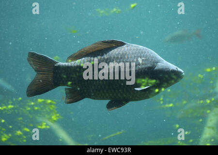 La carpe commune (Cyprinus carpio) au Zoo de Schönbrunn à Vienne, en Autriche. Banque D'Images