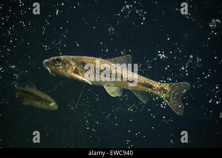 Gudgeon (Gobio gobio) au Zoo de Schönbrunn à Vienne, en Autriche. Banque D'Images