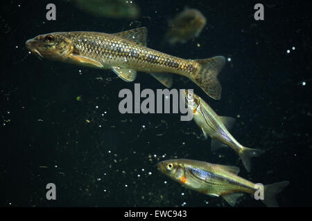 Gudgeon (Gobio gobio) et (Spirlin Alburnoides bipunctatus) au Zoo de Schönbrunn à Vienne, en Autriche. Banque D'Images