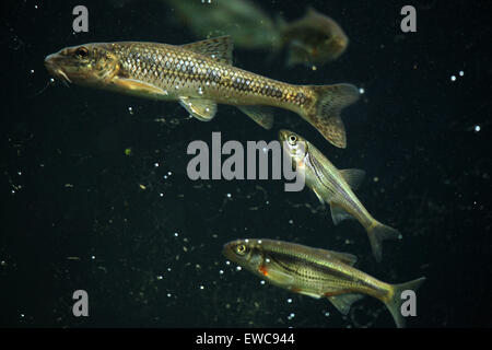 Gudgeon (Gobio gobio) et (Spirlin Alburnoides bipunctatus) au Zoo de Schönbrunn à Vienne, en Autriche. Banque D'Images