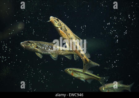 Gudgeon (Gobio gobio) et (Spirlin Alburnoides bipunctatus) au Zoo de Schönbrunn à Vienne, en Autriche. Banque D'Images