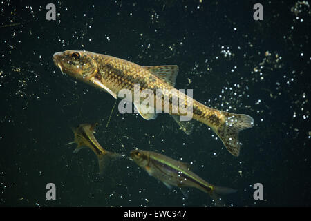 Gudgeon (Gobio gobio) et (Spirlin Alburnoides bipunctatus) au Zoo de Schönbrunn à Vienne, en Autriche. Banque D'Images