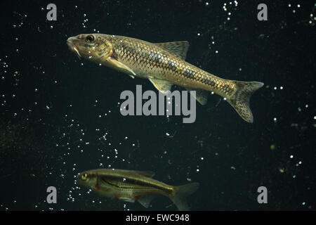 Gudgeon (Gobio gobio) et (Spirlin Alburnoides bipunctatus) au Zoo de Schönbrunn à Vienne, en Autriche. Banque D'Images