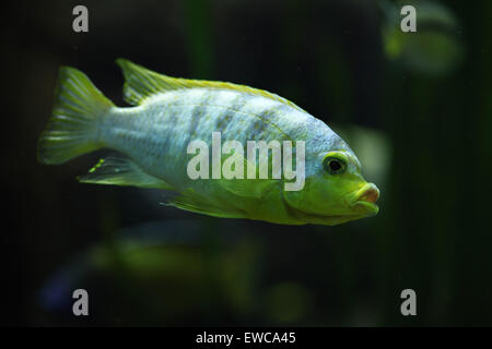 Cichlid Perlmutt (Labidochromis sp. perlmutt) au zoo de Francfort à Francfort am Main, Hesse, Allemagne. Banque D'Images