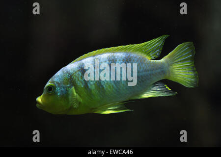 Cichlid Perlmutt (Labidochromis sp. perlmutt) au zoo de Francfort à Francfort am Main, Hesse, Allemagne. Banque D'Images