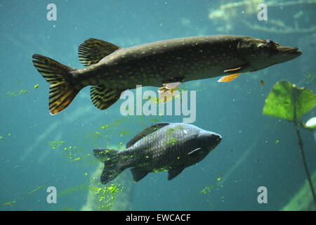 Le grand brochet (Esox lucius) et la carpe commune (Cyprinus carpio) au Zoo de Schönbrunn à Vienne, en Autriche. Banque D'Images