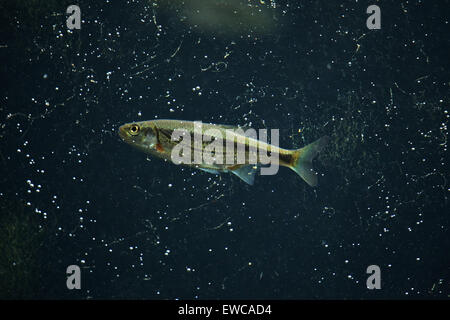 (Spirlin Alburnoides bipunctatus), également connu sous le nom de Schneider au Zoo de Schönbrunn à Vienne, en Autriche. Banque D'Images