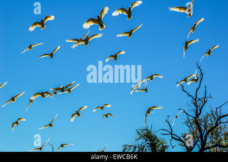 Un troupeau de Cockatoos volant dans l'Outback australien Banque D'Images