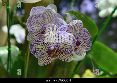 Belles orchidées à Chiang Rai, Thaïlande Banque D'Images