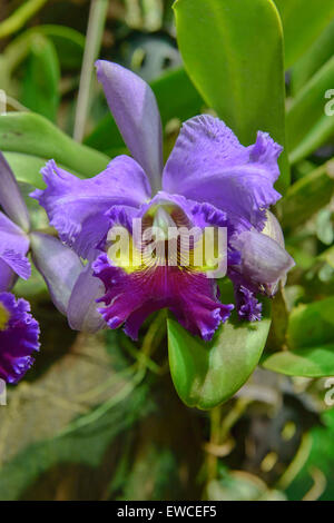 Hybrides de Cattleya, orchidée, fleur, belle orchidée Cattleya Lavande Blanche, Chiang Rai, Thaïlande Banque D'Images