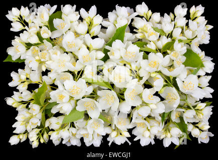 Funérailles de boutonnière carré tragique de Jasmin blanc. Isolated on black Banque D'Images