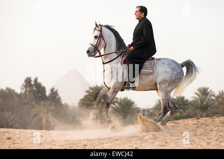 Cheval Arabe. L'homme sur l'étalon gris dans le désert. L'Égypte, Banque D'Images