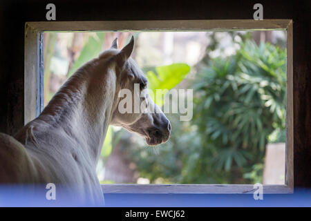 Cheval Arabe. L'étalon gris à la recherche d'un stable. L'Égypte Banque D'Images