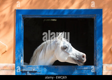 Cheval Arabe. L'étalon gris à la recherche d'un stable. L'Égypte Banque D'Images