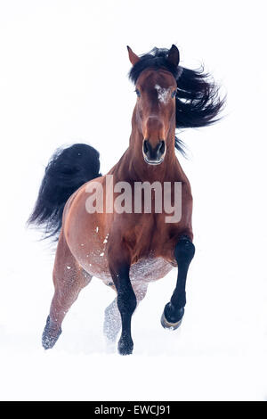 Cheval Espagnol pur, andalou. Étalon baie sur un pâturage enneigé au galop. Allemagne Banque D'Images