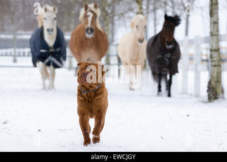 Quatre poneys après un Shar-Pei chinois sur un pâturage enneigé. Allemagne Banque D'Images