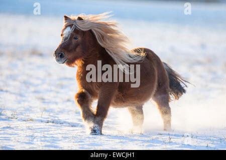 Poney Shetland. Le trotteur hongre alezan sur un pâturage enneigé. Allemagne Banque D'Images