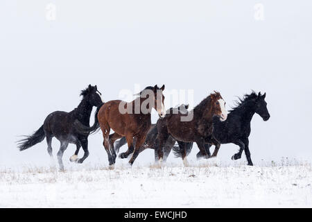 Warmblood. Cinq chevaux galopant sur un pâturage enneigé. Allemagne Banque D'Images