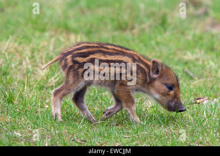 Le sanglier (Sus scrofa). Porcelet de marcher sur l'herbe. Allemagne Banque D'Images