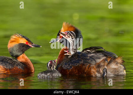 Grèbe de Slavonie. Grèbe esclavon (Podiceps auritus). Oiseaux parent avec les poussins sur l'eau. La Suède Banque D'Images