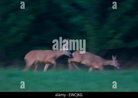 Le Chevreuil (Capreolus capreolus). Buck après doe pendant le rut. La Suède Banque D'Images